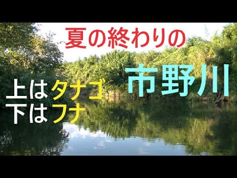 夏の終わりの市野川で小物釣り【川島町】☆smallfishing in Saitama  Japan☆