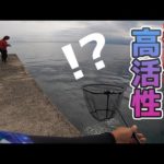 泳がせ釣りが不発？！気分転換にエギを投げたら表層で強烈なアタリが連発して！！！？？