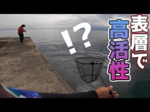 泳がせ釣りが不発？！気分転換にエギを投げたら表層で強烈なアタリが連発して！！！？？