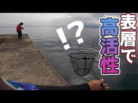 泳がせ釣りが不発？！気分転換にエギを投げたら表層で強烈なアタリが連発して！！！？？