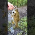 【釣り】スモールマウスバス連発しました！！