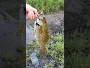 【釣り】スモールマウスバス連発しました！！