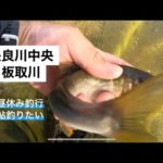 長良川中央　板取川　2022年8月26日　鮎釣り