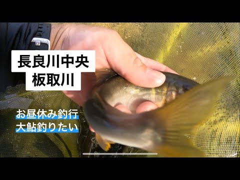 長良川中央　板取川　2022年8月26日　鮎釣り