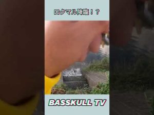 【バス釣り】トップがロクマルに喰われる映像 #shorts #raid #バス釣り
