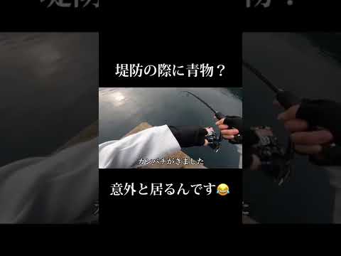 【簡単】堤防の際にいる青物の釣り方　#釣り #shorts