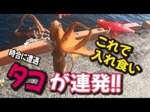 ◆タコの入れ食いに遭遇 【投げれば釣れる】タコ釣り「遠征編VOL.2」