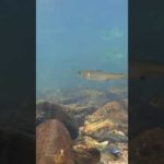 【小鮎釣り】めっちゃ楽しいです！　#shorts