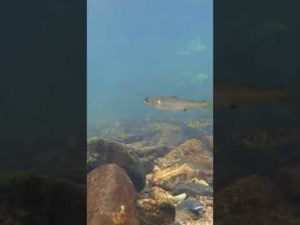 【小鮎釣り】めっちゃ楽しいです！　#shorts