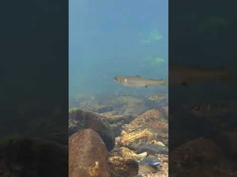 【小鮎釣り】めっちゃ楽しいです！　#shorts