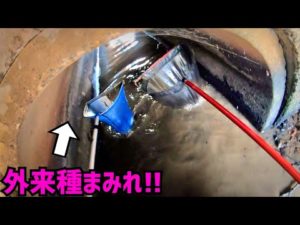 夏休み暇人専用詰め合わせ釣りとガサガサ！