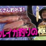 浅棚マルイカ釣りの魅力と完全攻略法！