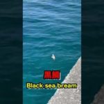 遠投カゴ釣り徹底攻略2022#shorts