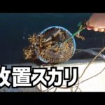 数ヶ月くらい堤防に放置したスカリに想像を超えた生物が！！！