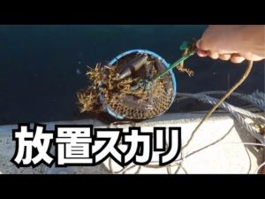 数ヶ月くらい堤防に放置したスカリに想像を超えた生物が！！！