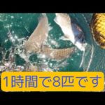筏から一時間釣り１０連発タート8