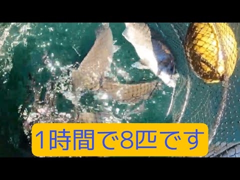 筏から一時間釣り１０連発タート8