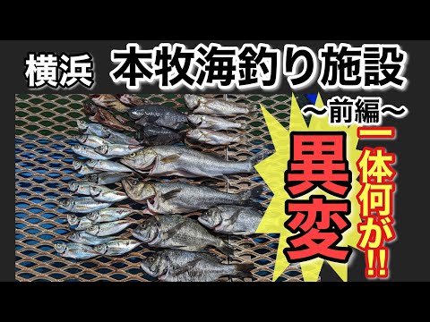 【本牧海釣り施設~前編~】横浜市の海釣り施設でとんでもない出来事が!!🪣🎣