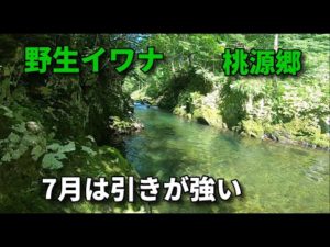 一級河川の上流域へ渓流釣り・岩魚の桃源郷 / フライフィッシング   北海道 / Fly Fishing