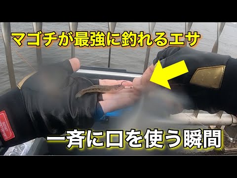 マゴチ釣り最強のエサでマゴチが一斉に口を使う瞬間があった⁉︎