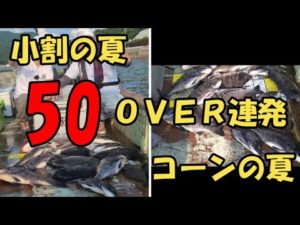 【かかり釣り・筏釣り・だんご釣り】　四国遠征　小割の夏　コーンの夏　ゴーマルＯＶＥＲ連発　！！