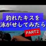 【船釣り】釣れたキスを泳がせしてみたらPART2 #shorts #釣り #fish