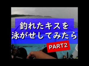 【船釣り】釣れたキスを泳がせしてみたらPART2 #shorts #釣り #fish