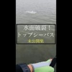 スカッと水面破裂集！トップウォーターシーバス！釣りに行きたくなる動画 #shorts #シーバス #陸っぱり #釣りは一生やる #未公開シーン #アマゾンペンシル #エバーグリーン