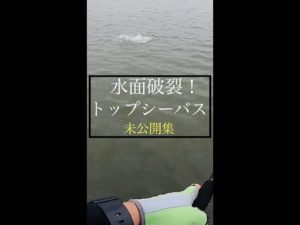 スカッと水面破裂集！トップウォーターシーバス！釣りに行きたくなる動画 #shorts #シーバス #陸っぱり #釣りは一生やる #未公開シーン #アマゾンペンシル #エバーグリーン