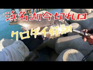 好調浜名湖８月下旬のクロダイ釣り