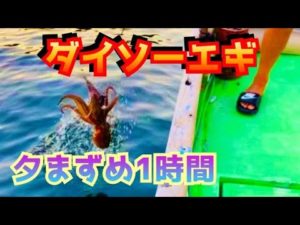 【タコ釣り】夕まずめタコ！