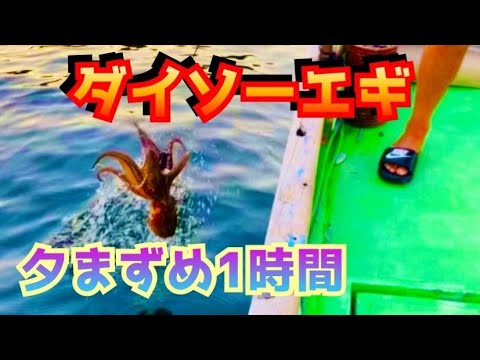 【タコ釣り】夕まずめタコ！