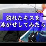 【キス釣り】釣れたキスを泳がせしてみたら #shorts #釣り #fish