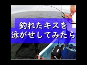 【キス釣り】釣れたキスを泳がせしてみたら #shorts #釣り #fish