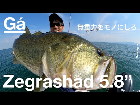 【NEW】Galápagos BASS Zegrashad 5.8"(ゼグラシャッド)　琵琶湖実釣映像【バス釣り】