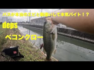 【バス釣り】やる気のないデカバスが本気バイト！？【ブラックバス】