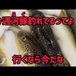 【フグ釣り解禁】今週フグ釣れてますご予約はお早めに‼️リベンジ早野釣りクラブ【2022年9月3日釣果報告】