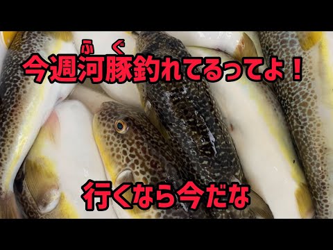 【フグ釣り解禁】今週フグ釣れてますご予約はお早めに‼️リベンジ早野釣りクラブ【2022年9月3日釣果報告】