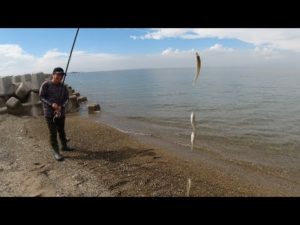 釣れる人と、釣れない人　キス釣り