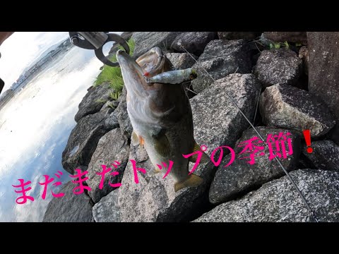 【バス釣り】夏終わりバイト多発❗️ 琵琶湖　南湖