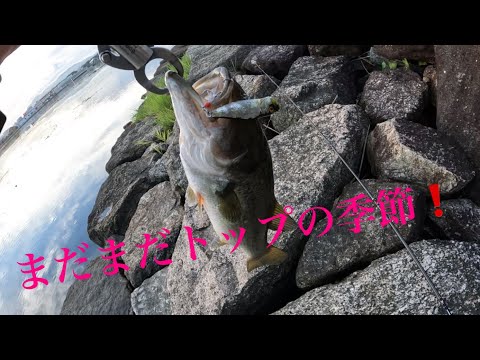 【バス釣り】夏終わりバイト多発❗️ 琵琶湖 南湖