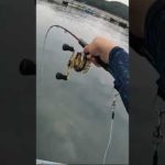 【筏釣り】釣れたのは！？④ #shorts