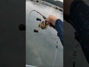 【筏釣り】釣れたのは！？④ #shorts