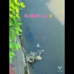 #川釣り #鯉 #恋 #恋だろ #wacci #shorts