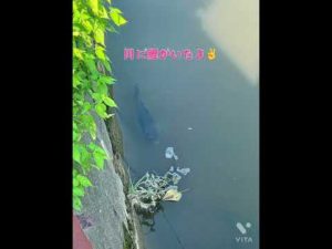 #川釣り #鯉 #恋 #恋だろ #wacci #shorts