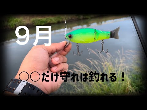 9月のバス釣りに強い味方！！