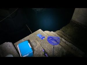 夜釣りでガチのアジ釣狙いします