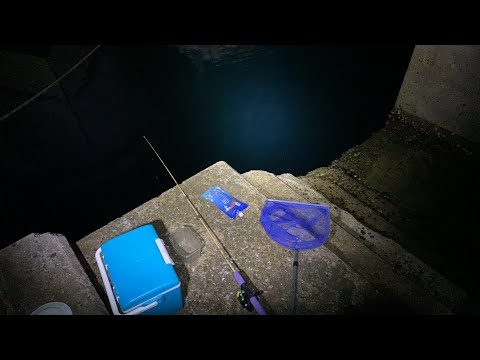 夜釣りでガチのアジ釣狙いします