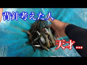 【鮎釣り】初めて背針とオモリを使ってみたら…
