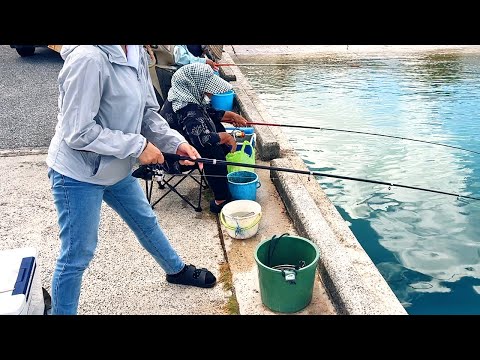 釣り初心者の妻の成長